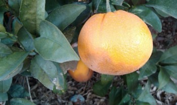 FIG. 1 - Frutos afetados por míldio num pomar de citrinos